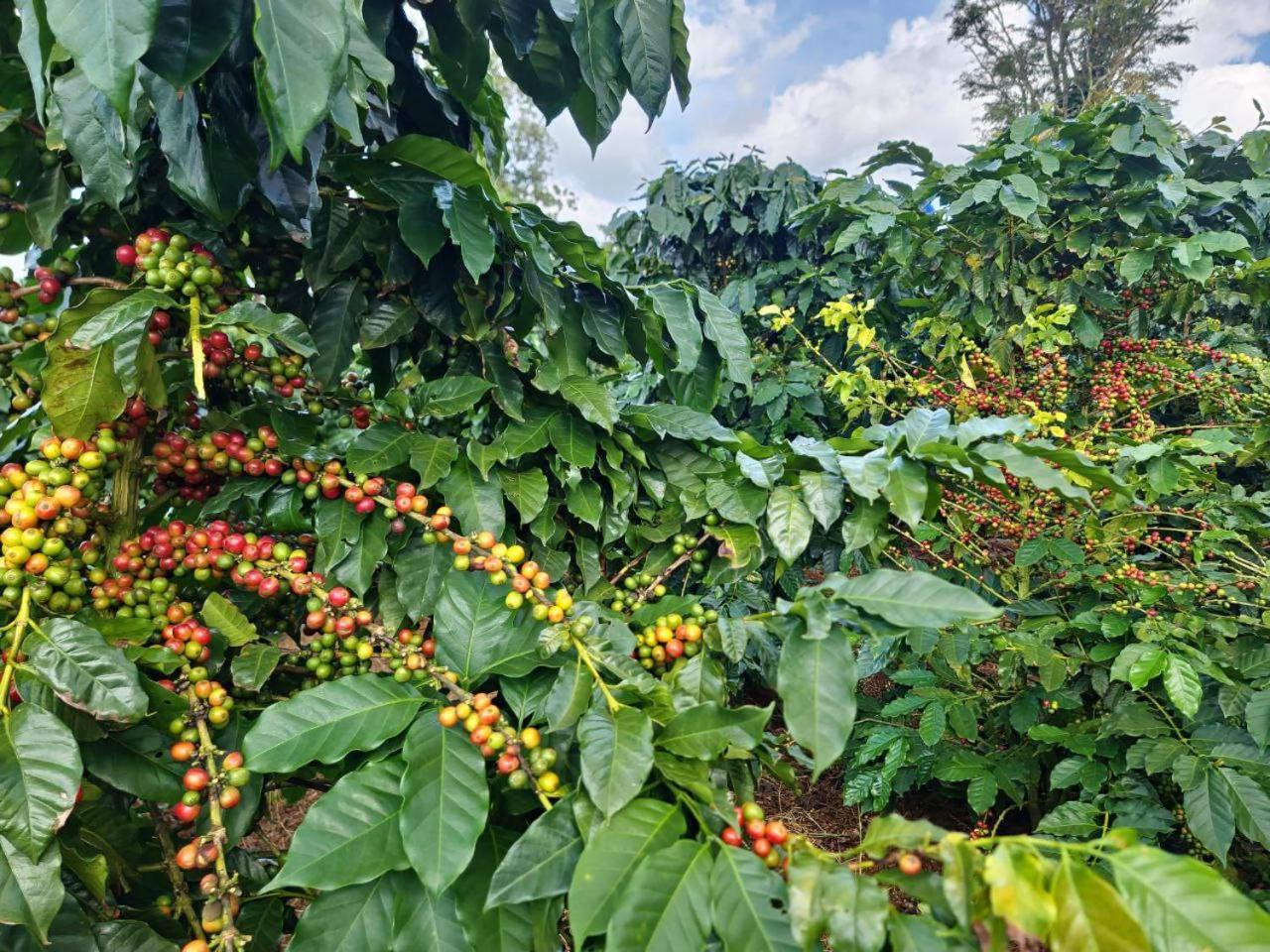Pida Coffee Farm * Phumi Pu Pal