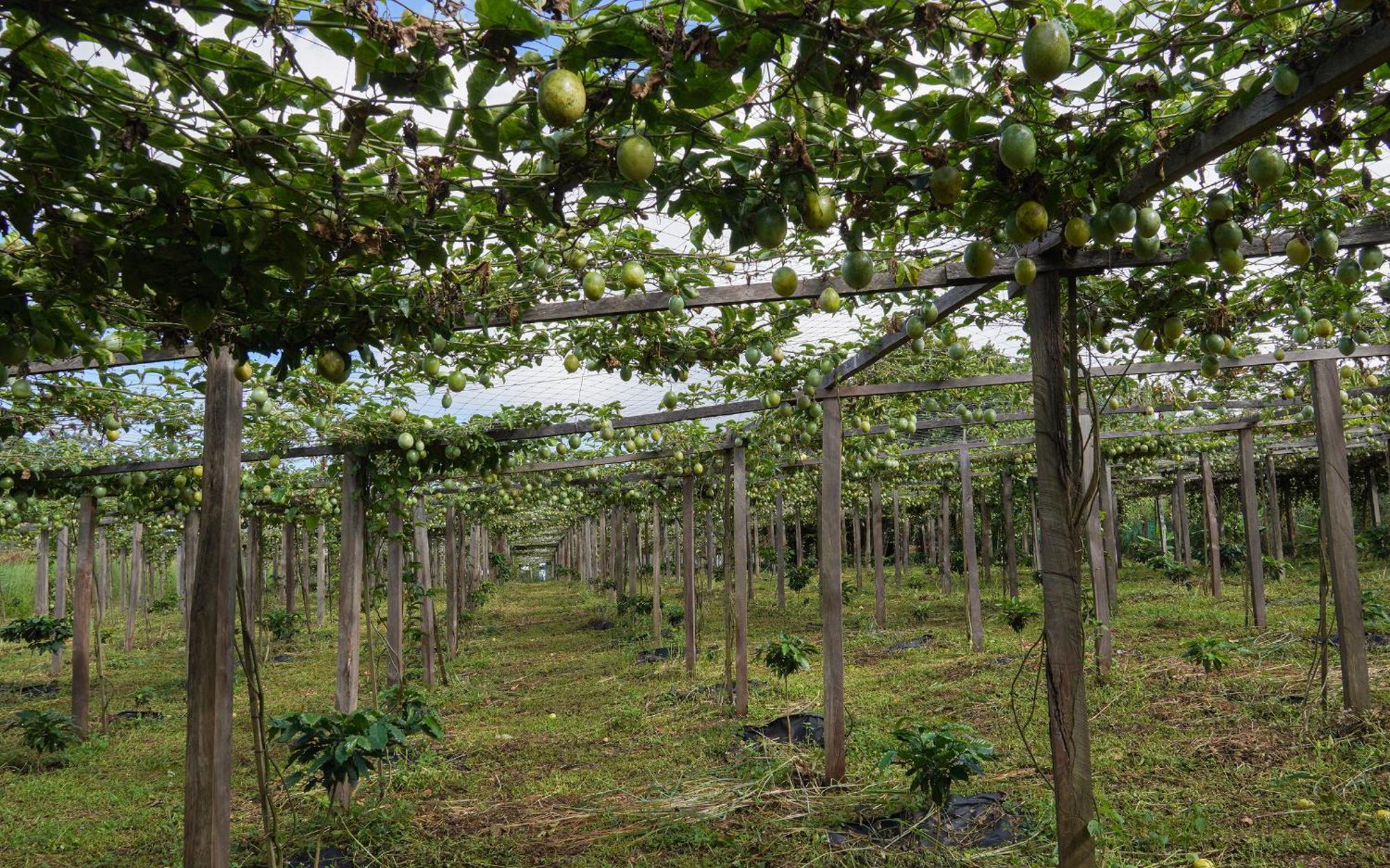 Lodge Pida Coffee Farm *